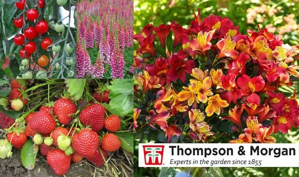 Thompson & Morgan Review: From Tiny Plug Plants to a Blooming Cottage Garden